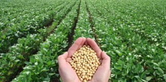 Implementing Climate-Smart Sowing Techniques to Enhance Soybean Crop Yields