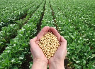 Implementing Climate-Smart Sowing Techniques to Enhance Soybean Crop Yields