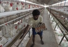 India’s poultry exports set for a new record this fiscal