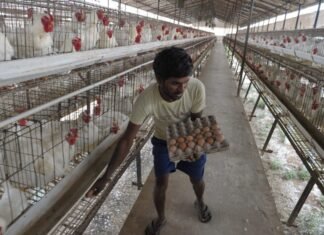 India’s poultry exports set for a new record this fiscal