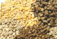 India Grain and Feed Sector: Quarterly Review