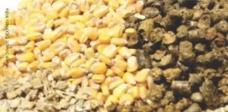 India Grain and Feed Sector: Quarterly Review