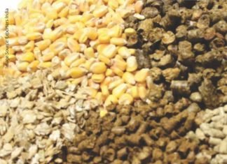 India Grain and Feed Sector: Quarterly Review