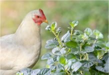 Applications of Oregano essential Oil in Poultry