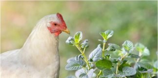 Applications of Oregano essential Oil in Poultry