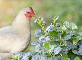 Applications of Oregano essential Oil in Poultry