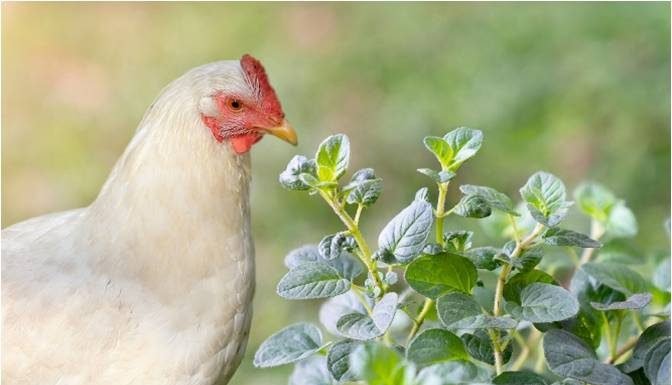 Applications of Oregano essential Oil in Poultry