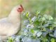 Applications of Oregano essential Oil in Poultry