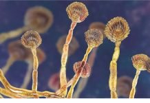 India’s Mycotoxin Challenge: Key Insights