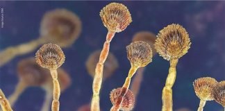 India’s Mycotoxin Challenge: Key Insights