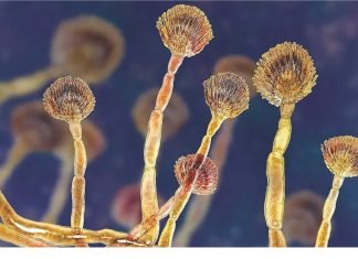 India’s Mycotoxin Challenge: Key Insights
