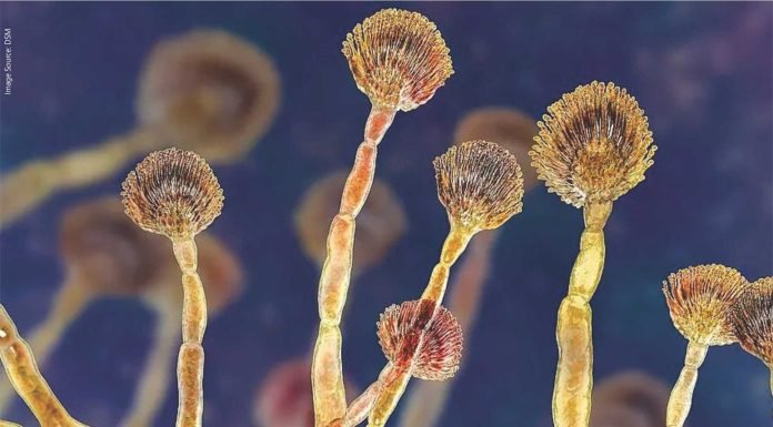 India’s Mycotoxin Challenge: Key Insights