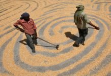 India needs a new maize revolution in the present times