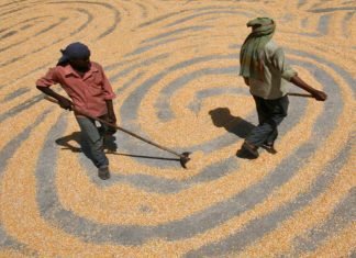 India needs a new maize revolution in the present times