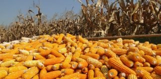 Wholesale Prices of Maize Experience Significant Decline across Key Mandis