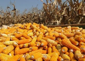 Wholesale Prices of Maize Experience Significant Decline across Key Mandis