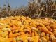Wholesale Prices of Maize Experience Significant Decline across Key Mandis
