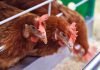 Poultry Stocks Could Take Time to Realize Gains Despite Positive Market Sentiment