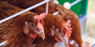 Poultry Stocks Could Take Time to Realize Gains Despite Positive Market Sentiment