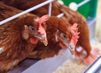 Poultry Stocks Could Take Time to Realize Gains Despite Positive Market Sentiment