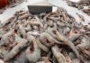 India Aims to Resume ₹4,500 cr Worth of Wild-Caught Shrimp Exports to US