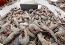 India Aims to Resume ₹4,500 cr Worth of Wild-Caught Shrimp Exports to US