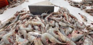 India Aims to Resume ₹4,500 cr Worth of Wild-Caught Shrimp Exports to US