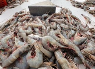 India Aims to Resume ₹4,500 cr Worth of Wild-Caught Shrimp Exports to US