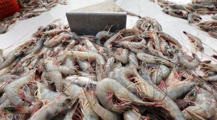India Aims to Resume ₹4,500 cr Worth of Wild-Caught Shrimp Exports to US