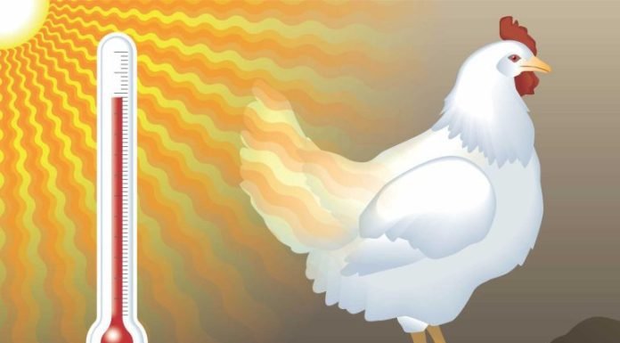 Rising Temperatures Impact Poultry Meat Supplies, Leading to Surge in Prices