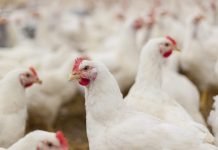 ADM Shares Environmental Analysis of Its Leading Feed Additive for Broilers