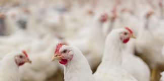 ADM Shares Environmental Analysis of Its Leading Feed Additive for Broilers