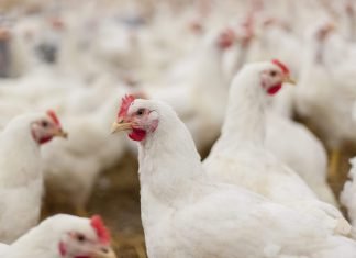 ADM Shares Environmental Analysis of Its Leading Feed Additive for Broilers
