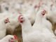 ADM Shares Environmental Analysis of Its Leading Feed Additive for Broilers