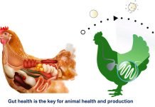 Kemin Industries Celebrates 20 Years of CLOSTAT™ and Probiotic Excellence in Intestinal Health for Production Animals