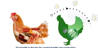Kemin Industries Celebrates 20 Years of CLOSTAT™ and Probiotic Excellence in Intestinal Health for Production Animals