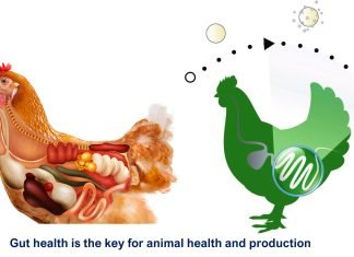 Kemin Industries Celebrates 20 Years of CLOSTAT™ and Probiotic Excellence in Intestinal Health for Production Animals