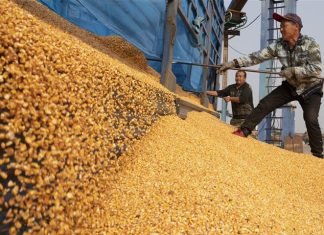 April WASDE Report Reveals Rise in Corn Demand