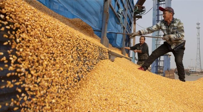 April WASDE Report Reveals Rise in Corn Demand