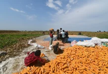 Uttar Pradesh Government Aims to Boost Maize Production to Exceed 3.2 Million Metric Tons