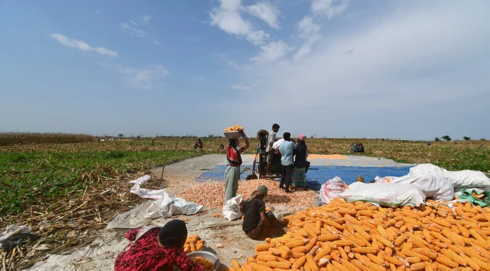 Uttar Pradesh Government Aims to Boost Maize Production to Exceed 3.2 Million Metric Tons