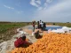 Uttar Pradesh Government Aims to Boost Maize Production to Exceed 3.2 Million Metric Tons