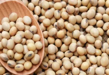 ICAR-IISR Research Targets Enhancing Soybean Quality and Yield through Genetic Engineering