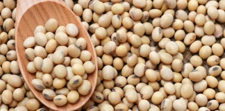 ICAR-IISR Research Targets Enhancing Soybean Quality and Yield through Genetic Engineering