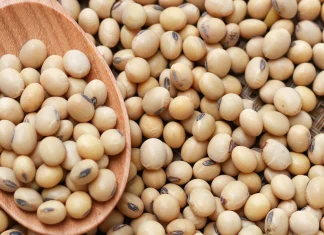 ICAR-IISR Research Targets Enhancing Soybean Quality and Yield through Genetic Engineering
