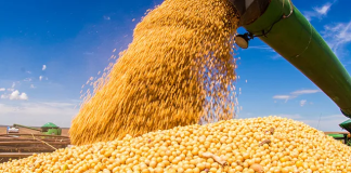 US Soy Exporters Face Worst New-Crop Start in 23 Years Due to Lack of Chinese Demand