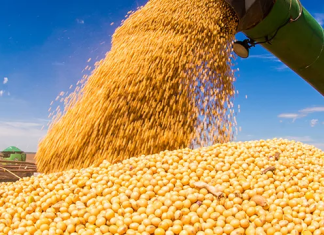 US Soy Exporters Face Worst New-Crop Start in 23 Years Due to Lack of Chinese Demand