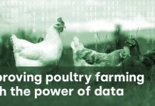 Data analysis: the hidden tool capable of transforming poultry business operations