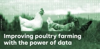 Data analysis: the hidden tool capable of transforming poultry business operations