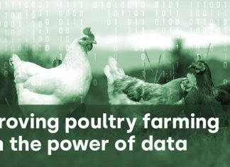Data analysis: the hidden tool capable of transforming poultry business operations